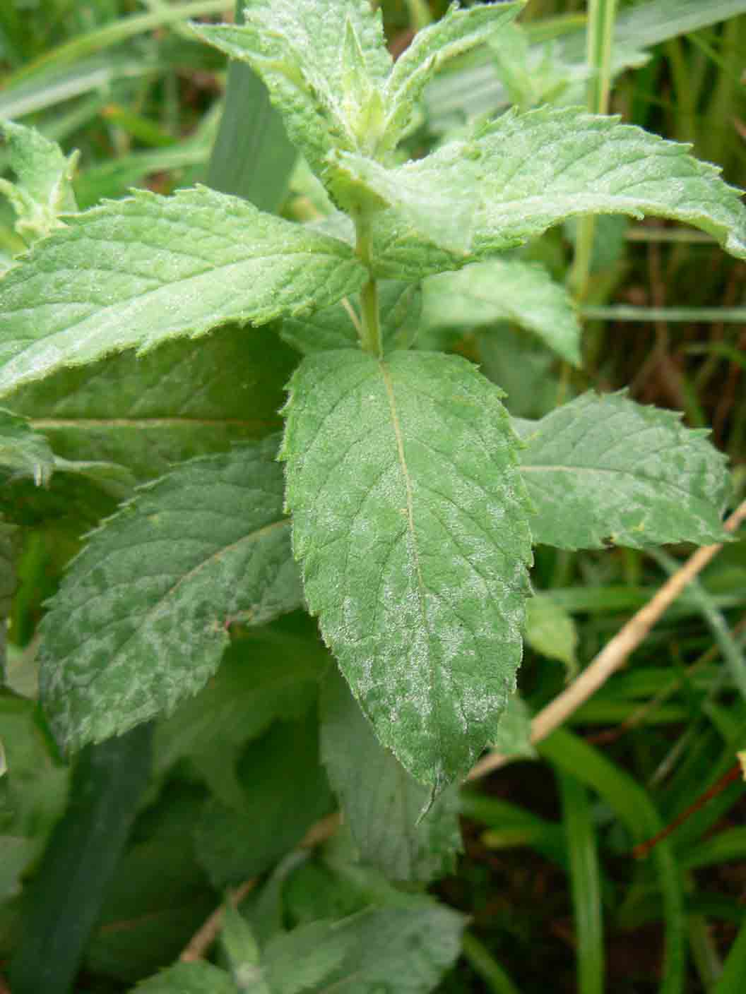 Mentha longifolia / Menta selvatica